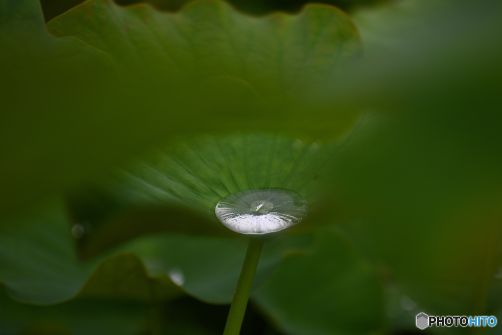 レンズ