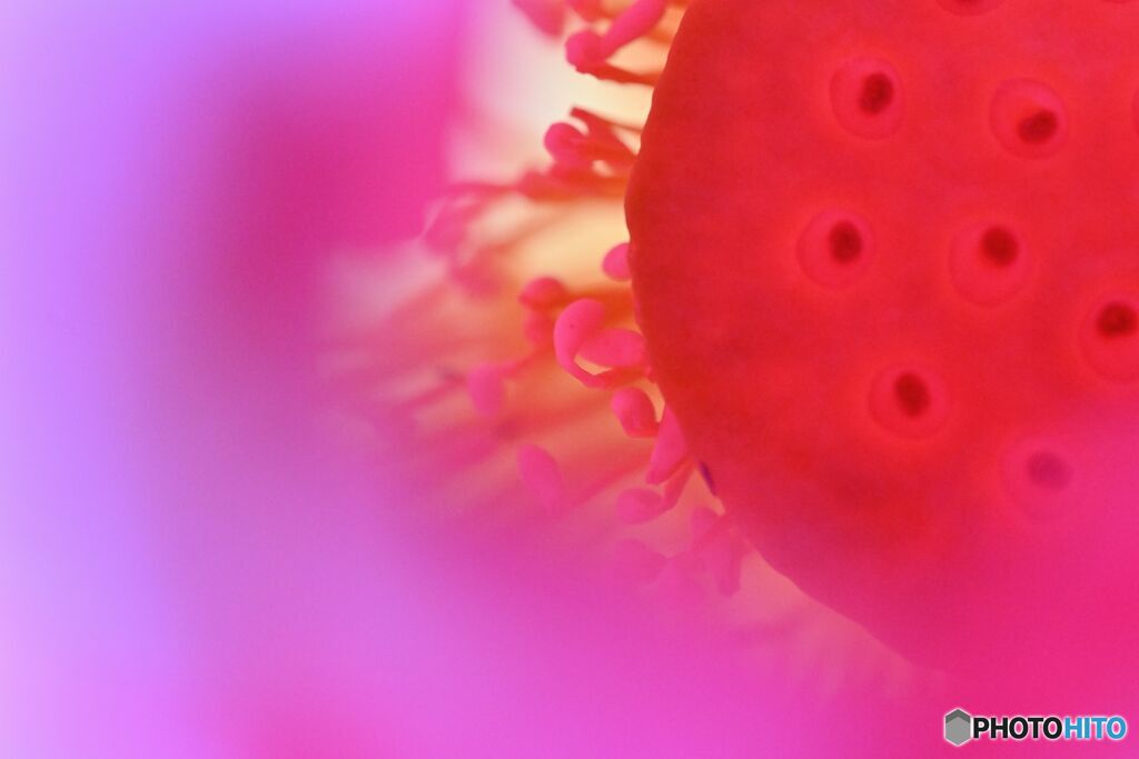 花芯