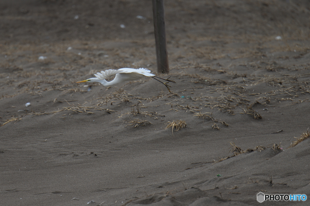 鳥にも逃げられる