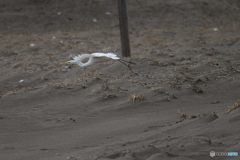 鳥にも逃げられる