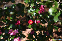 紅く咲いても冬の花