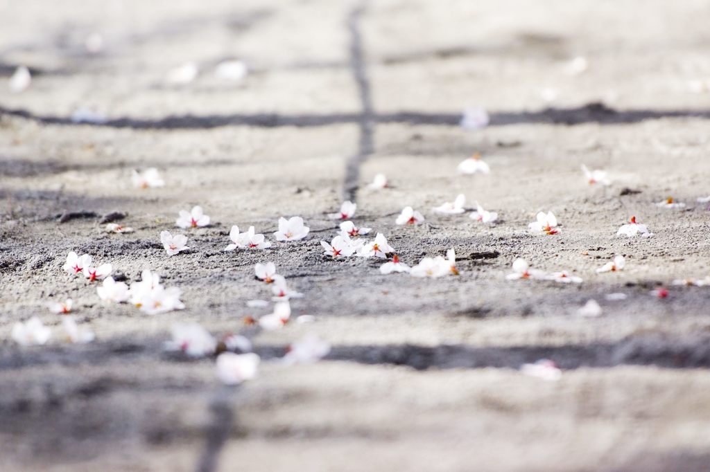 落花（鳥の仕業）