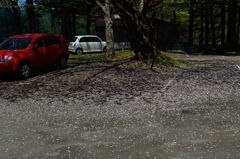 赤と白のバラード