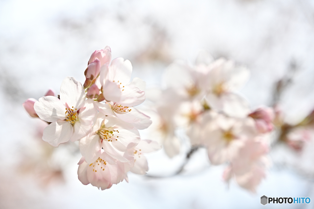 平成の桜　＠上田