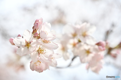 平成の桜　＠上田