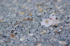 正調「落花」