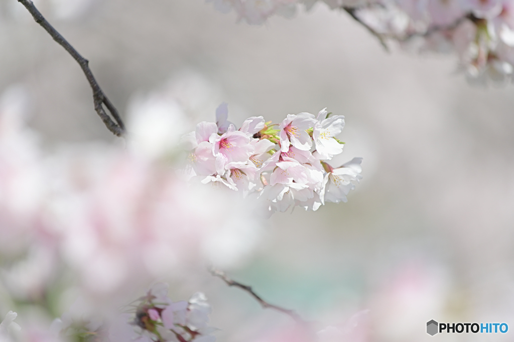 平成の桜　＠須坂臥竜公園