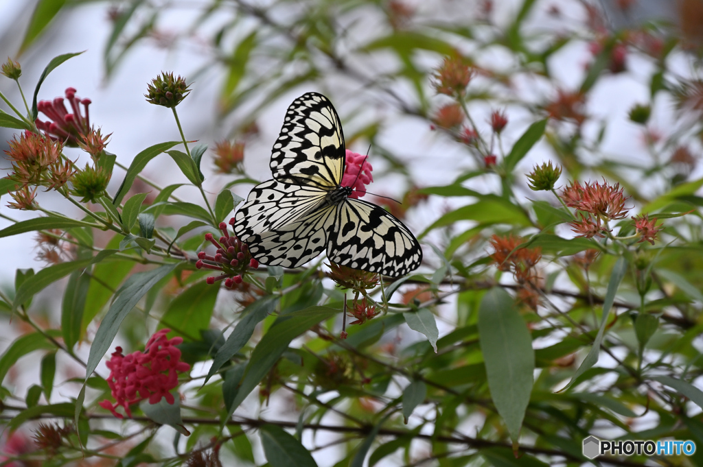 冬の蝶　「オオゴマダラ」