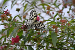 冬の蝶　「オオゴマダラ」