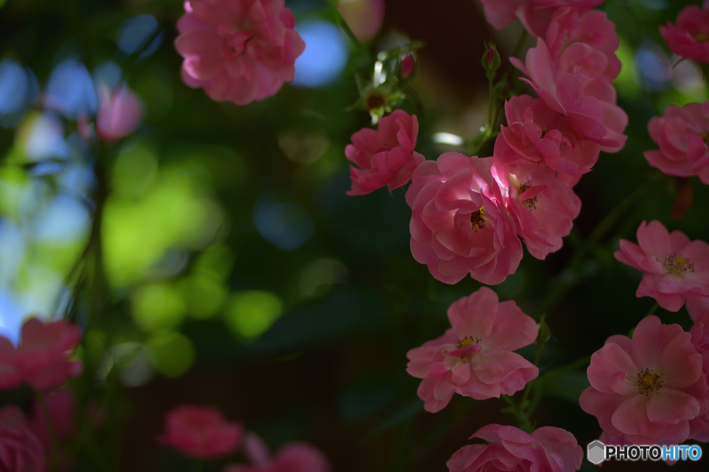 薔薇