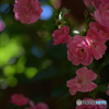 薔薇