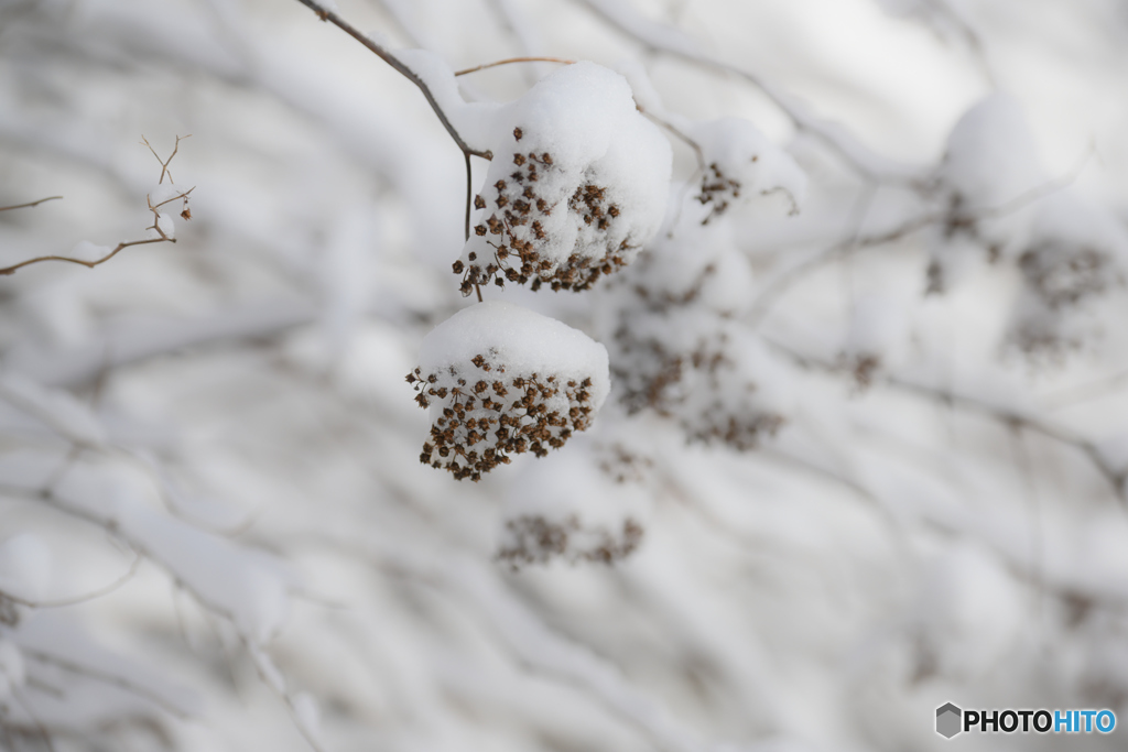 雪
