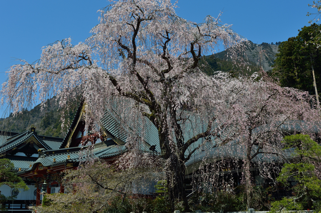 身延山久遠寺