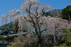 身延山久遠寺