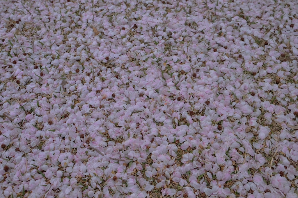 桜粧