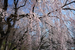 桜雨(sakurame)