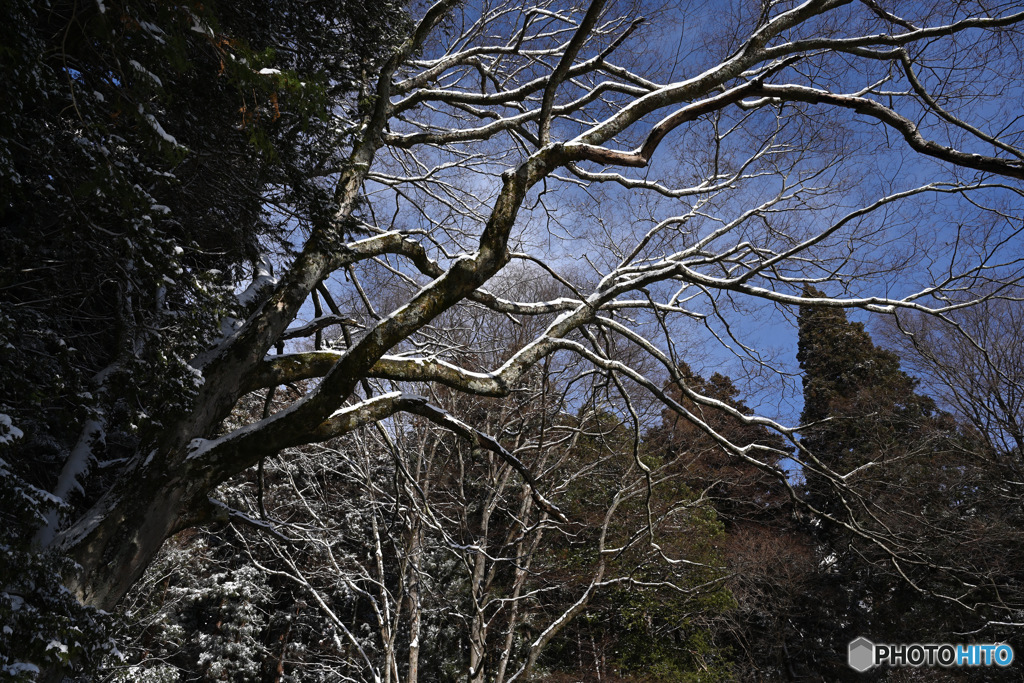 真楽寺の雪