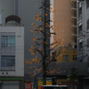 讃岐紀行　12