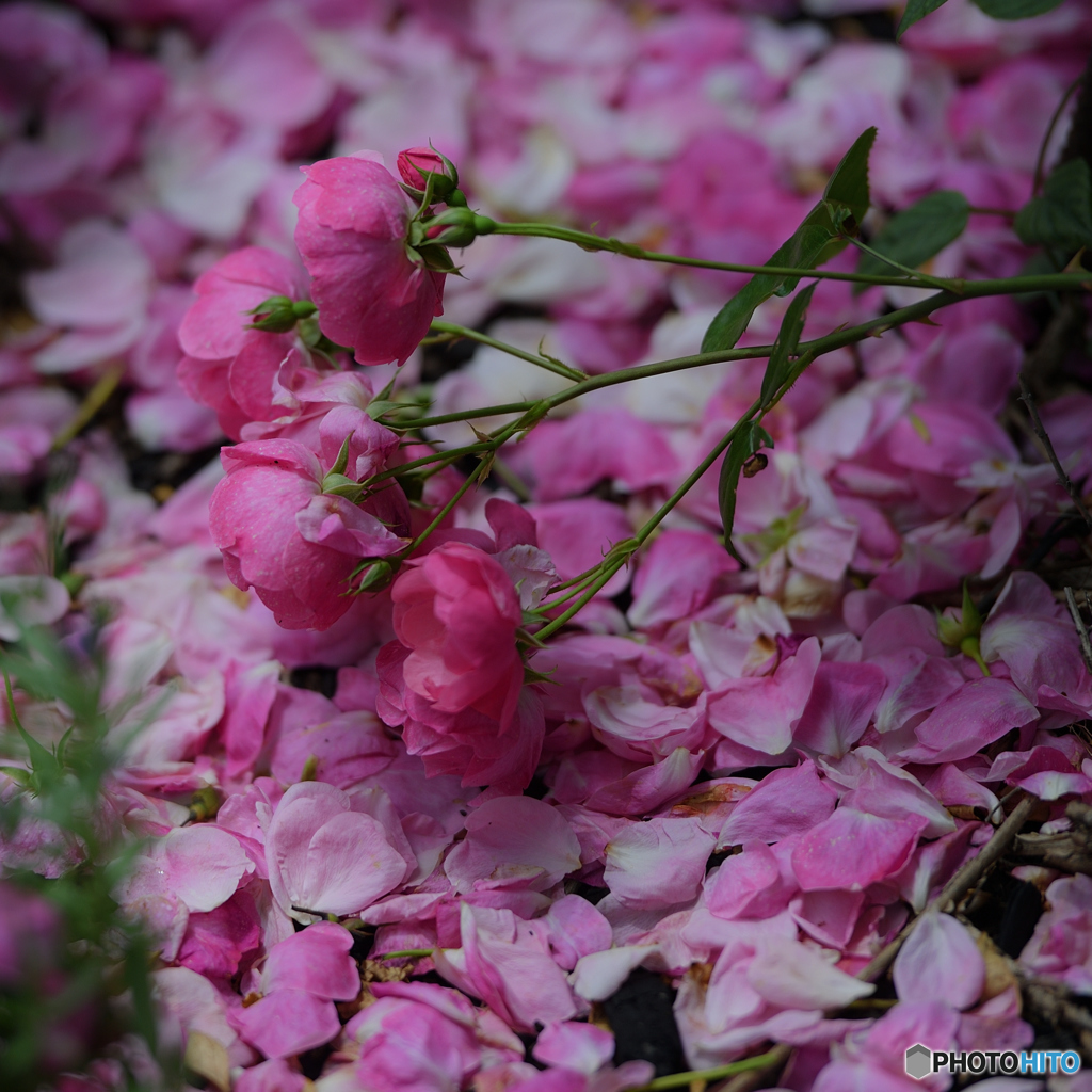5366　薔薇の褥（しとね）