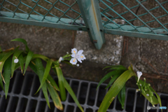 亜美と愛美の花