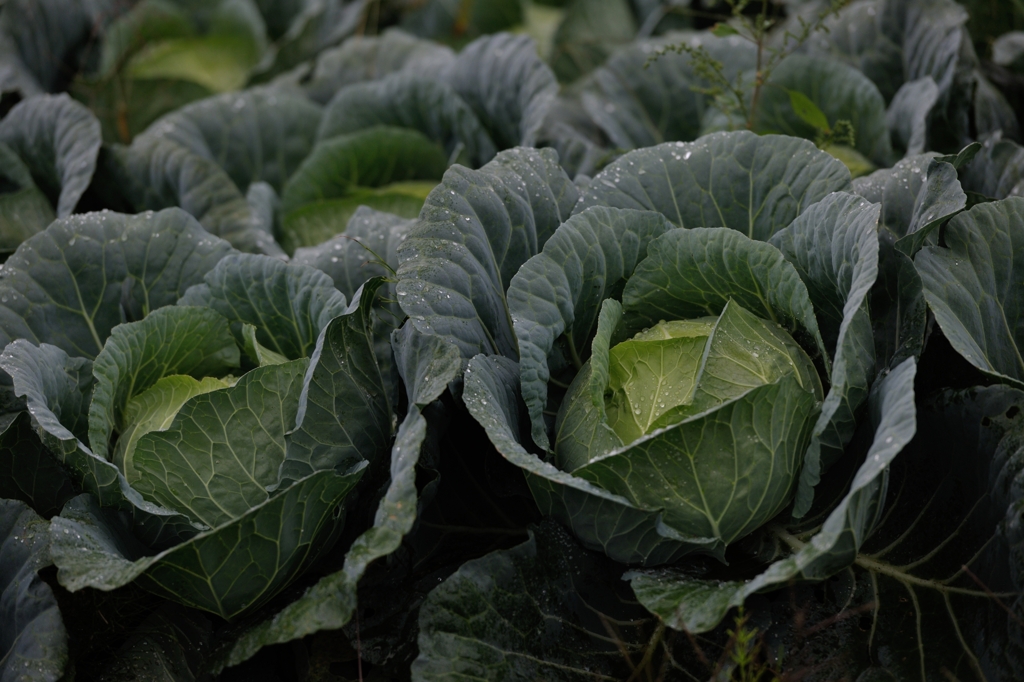 雨のキャベツ