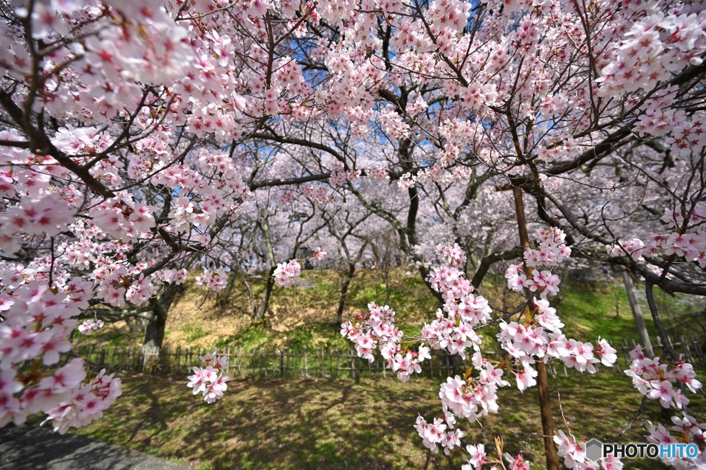 コヒガン桜