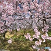 コヒガン桜