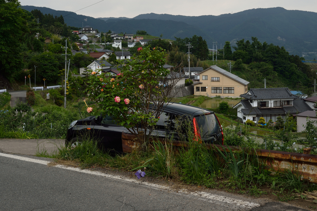 路傍の薔薇