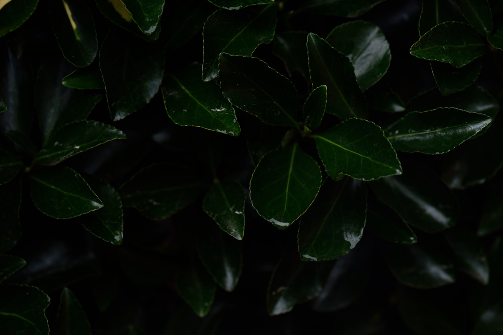 梅雨の素描　青木