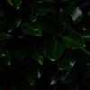 梅雨の素描　青木