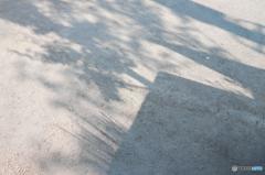 百日紅（サルスベリ）