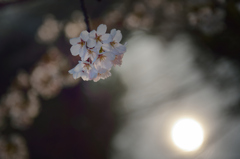 日本