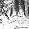 雪