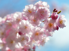 SAKURA