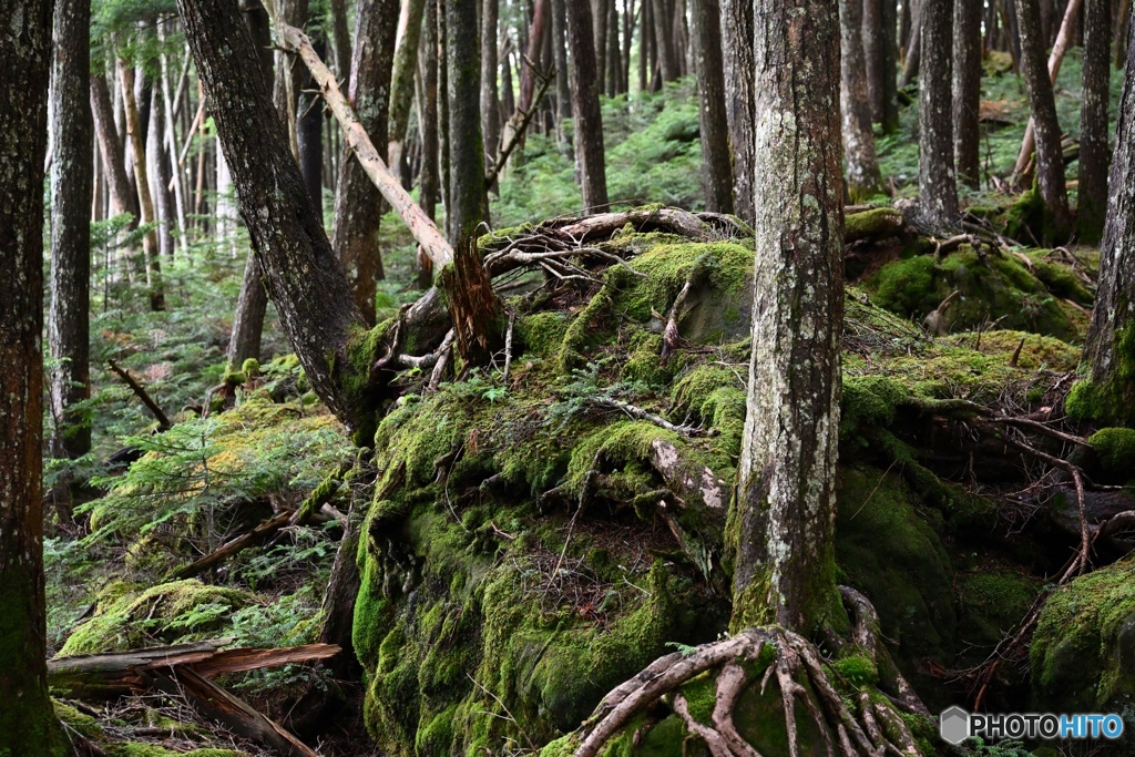 moss green