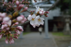 上田城千本桜　　影　