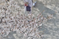粧桜