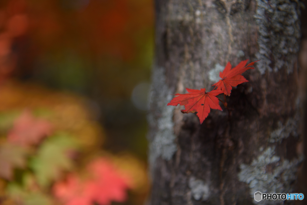 紅葉