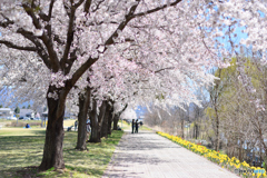 桜咲く小路（正調）