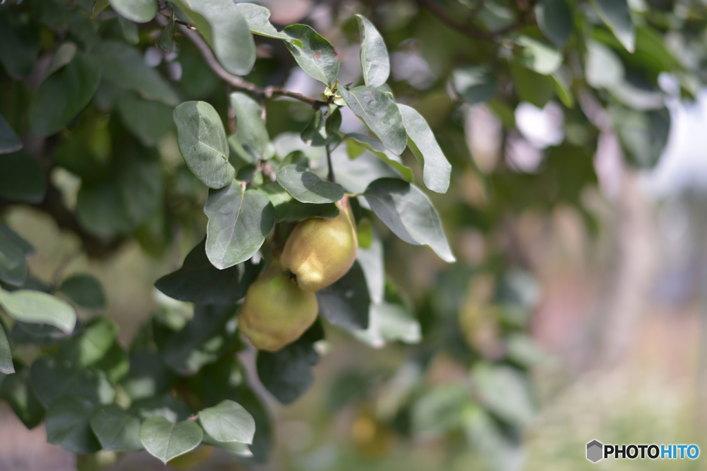 果実（まるめろ）