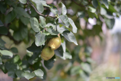 果実（まるめろ）