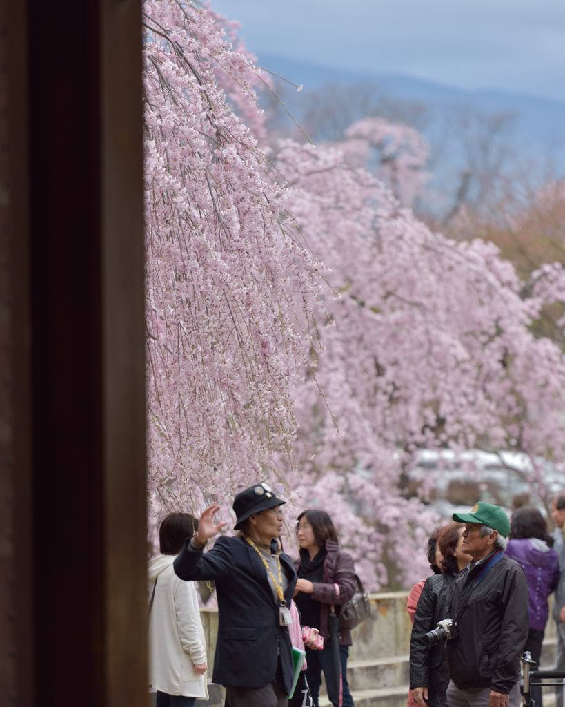 枝垂れ桜