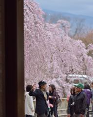 枝垂れ桜