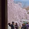 枝垂れ桜