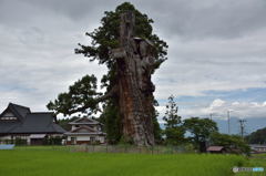 神代杉