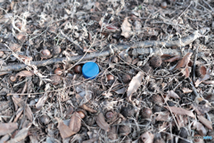 青団栗越冬の図