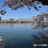 竜が池　春