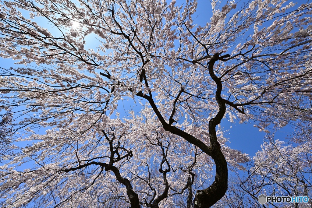 枝垂れ桜の放射