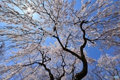 枝垂れ桜の放射