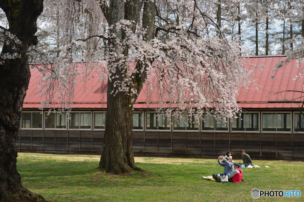 桜　JAPANESE